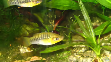 Limia nigrofasciata: Schwarzbandkärpfling im Aquarium halten