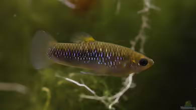 Limia sulphurophila: Schwefelkärpfling im Aquarium halten