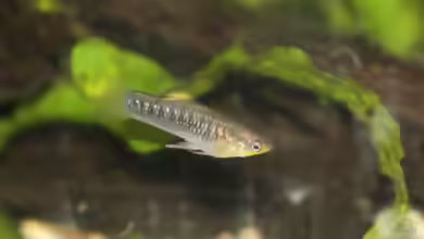 Limia tridens im Aquarium halten