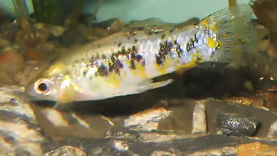Limia vittata: Kubakärpfling im Aquarium halten