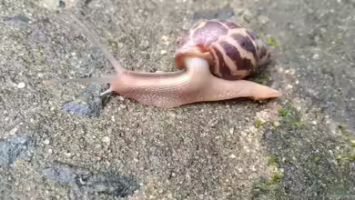Limicolaria flammea im Terrarium halten
