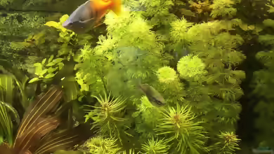 Limnophila aquatica im Aquarium pflanzen