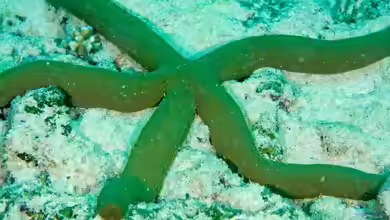Linckia guildingi im Aquarium halten