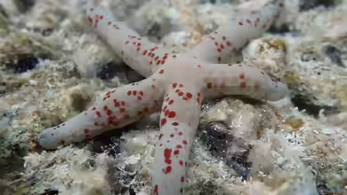 Linckia multifora im Aquarium halten