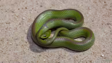 Liophis jaegeri im Terrarium halten