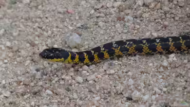 Liophis poecilogyrus im Terrarium halten