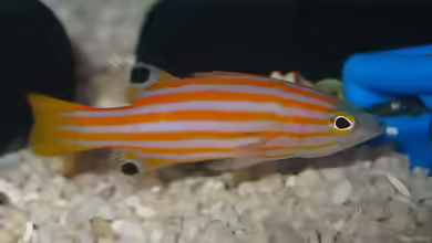 Liopropoma swalesi im Aquarium halten