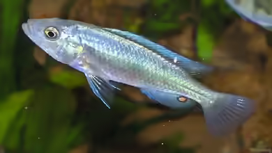 Lipochromis sp. ´Matumbi hunter´ im Aquarium