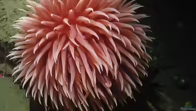 Liponema brevicornis im Aquarium halten