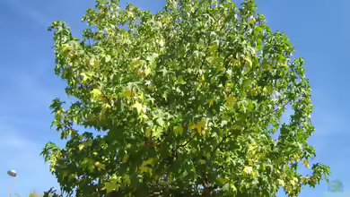 Liquidambar styraciflua im Garten pflanzen