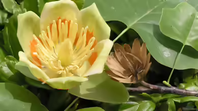 Liriodendron tulipifera im Garten pflanzen