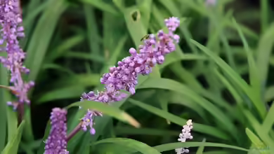 Liriope muscari im Garten pflanzen