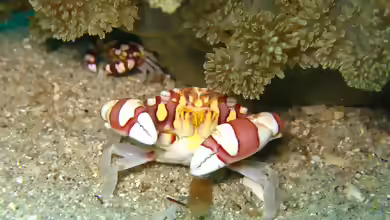Lissocarcinus laevis im Aquarium halten