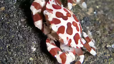 Lissocarcinus orbicularis im Aquarium halten