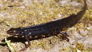 Lissotriton vulgaris im Gartenteich halten