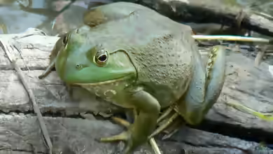 Lithobates catesbeianus im Terrarium halten