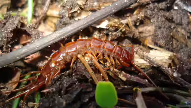 Lithobius forficatus im Garten
