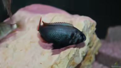 Lithochromis rubripinnis im Aquarium