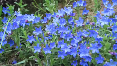 Lithodora diffusa im Garten pflanzen