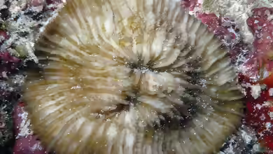 Lithophyllon ranjithi im Aquarium halten