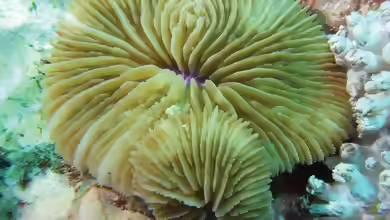 Lithophyllon repanda im Aquarium halten