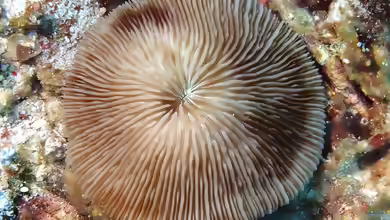 Lithophyllon scabra im Aquarium halten