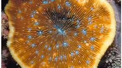 Lithophyllon undulatum im Aquarium halten