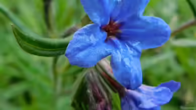 Lithospermum purpurocaeruleum im Garten pflanzen