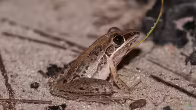 Litoria nasuta im Terrarium halten
