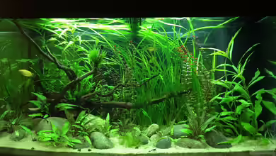 Little Asia Paradise von Yell0W