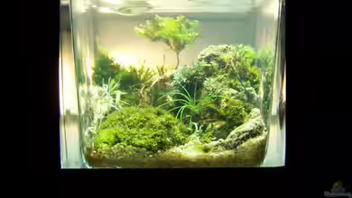 Little Big Tree von Fredo Fuss