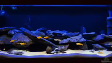 Little Malawi Tank von Mark Gor