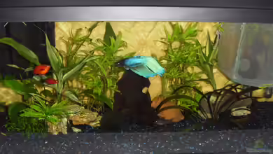 Little Sunshine von Jörg Loidl