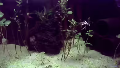 Little world von Sebastian Zeitler