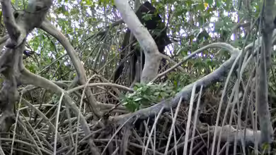 Live aus den Biotopen--- der Black River auf Jamaika