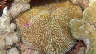 Lobactis scutaria im Aquarium halten