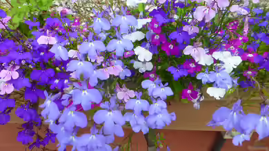 Lobelia erinus im Garten pflanzen