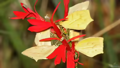 Lobelia splendens am Gartenteich