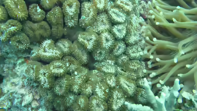 Lobophyllia corymbosa im Aquarium halten