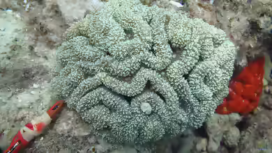 Lobophyllia flabelliformis im Aquarium halten