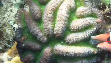 Lobophyllia hataii im Aquarium halten