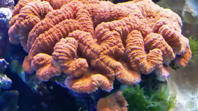 Lobophyllia hemprichii im Aquarium halten