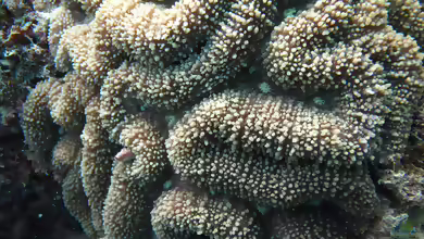 Lobophyllia robusta im Aquarium halten
