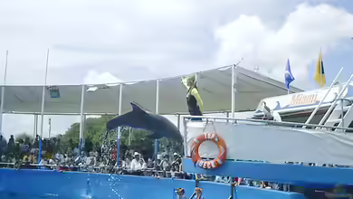 Lohnt sich ein Besuch im Miami Seaquarium?