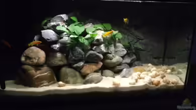 Longior Rocks von Mueller76