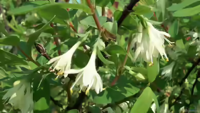 Lonicera caerulea im Garten pflanzen