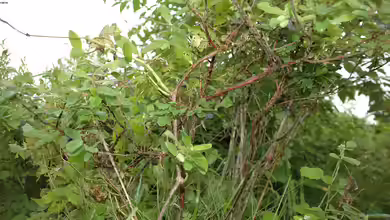 Lonicera caprifolium im Garten pflanzen