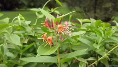 Lonicera henryi im Garten pflanzen