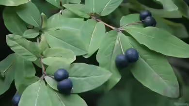 Lonicera nigra im Garten pflanzen