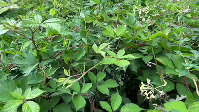 Lonicera periclymenum im Garten pflanzen